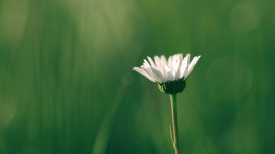 single white daisy on green backdrop