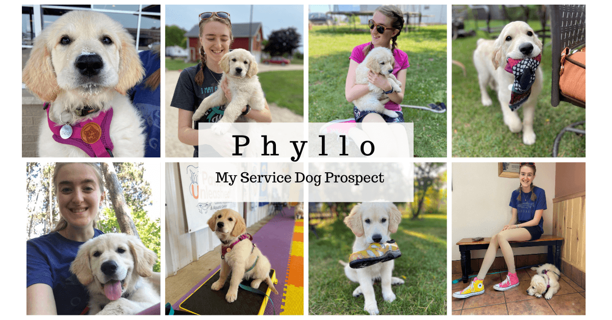 A grid of pictures of Phyllo the golden retriever service dog prospect. In a pink harness with whipped cream on her nose, holding a sock, in the forest, holding a yellow clog, and sitting nicely on a platform.
