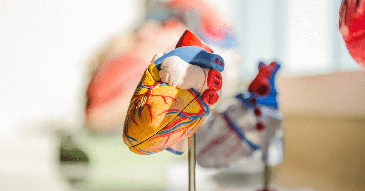 Model of an anatomical heart on a little stick on a desk.