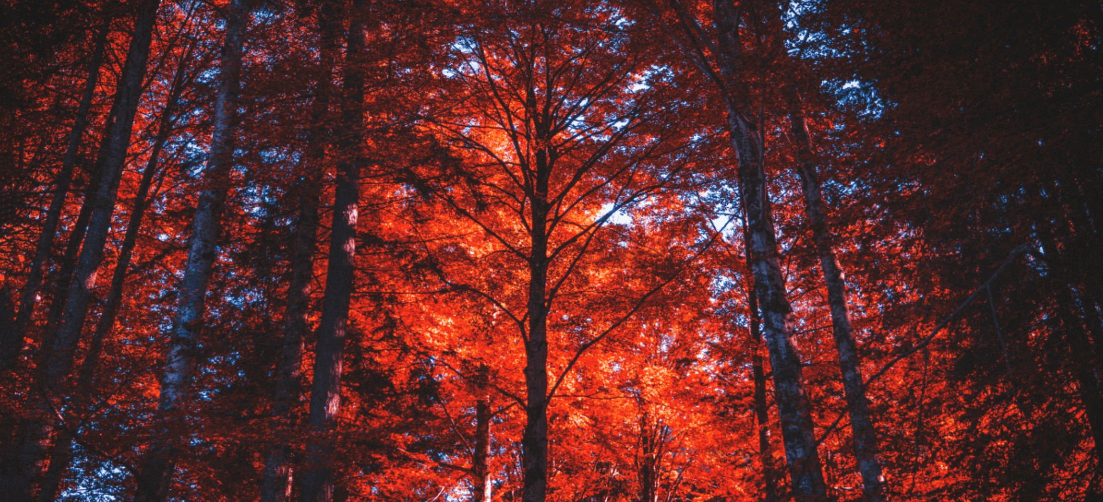 Red leafed trees with dark trunks